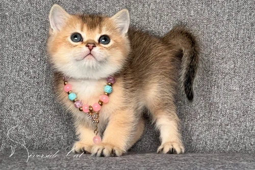 Brit rövidszőrű macska - Black Golden Shaded színnel