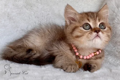 Skót állófülű macska - Black Golden Mackerel Tabby színnel