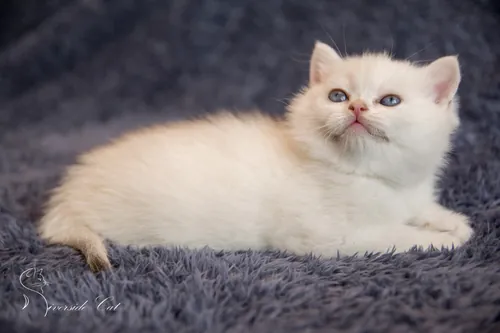 Brit macska - Black Silver Shaded Point színnel