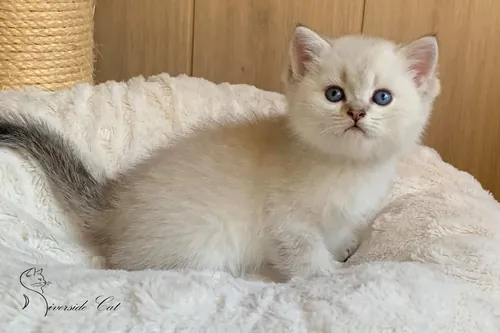 Brit macska - Black Golden Shaded Point színnel