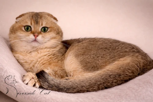 Skót lógófülű macska - Black Golden Shaded színnel