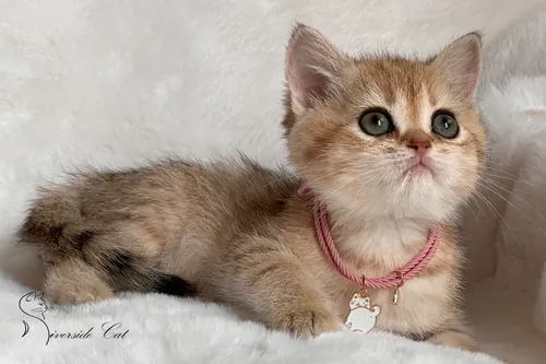 Brit macska - Black Golden Mackerel Tabby színnel