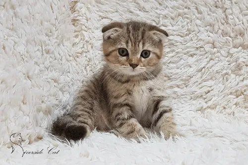 Skót lógófülű macska - Chocolate Spotted Tabby színnel