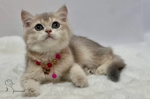 Skót állófülű macska - Blue Golden Shaded színnel