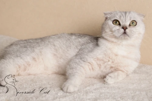 Skót lógófülű macska - Black Silver Shaded színnel