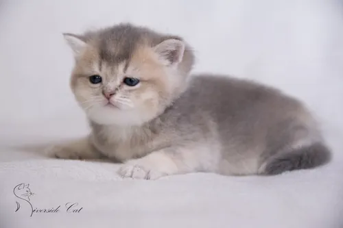 Brit macska - Blue Golden Ticked Tabby színnel