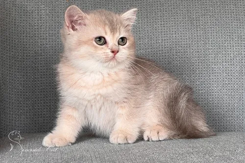 Skót állófülű macska - Blue Golden Shaded színnel