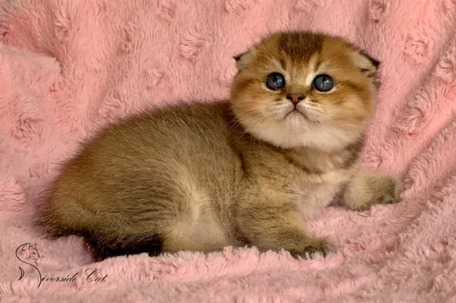 Skót lógófülű macska - Black Golden Shaded színnel