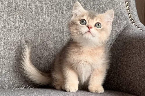 Brit macska - Blue Golden Shaded színnel