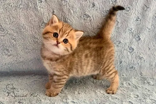 Brit macska - Black Golden Mackerel Tabby színnel