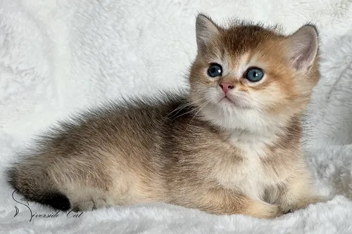 Brit macska - Black Golden Shaded színnel