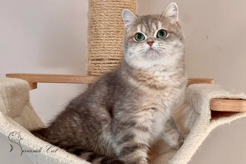 Brit macska - Blue Golden Mackerel Tabby színnel