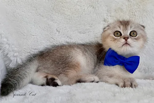 Skót lógófülű macska - Black Silver Ticked Tabby színnel