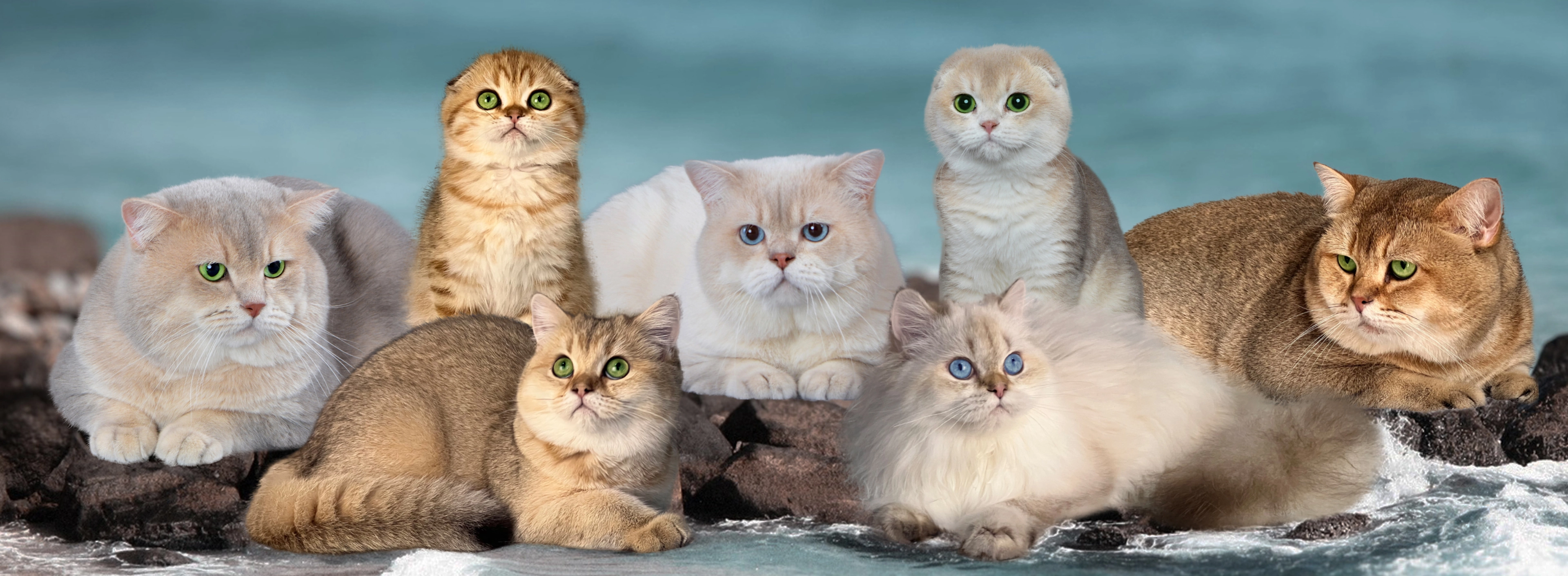 Brit rövid- és hosszúszőrű, valamint skót álló- és lógófülű fajtatiszta macskák